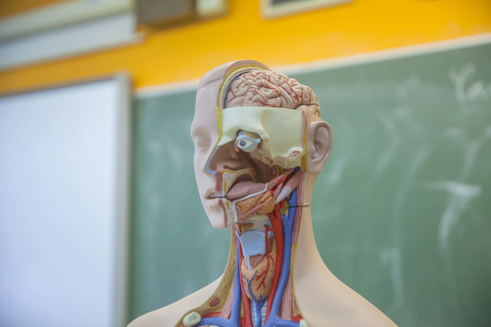 Anatomical teaching model showing head and torso cross-section